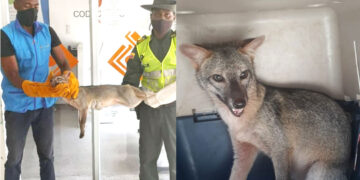 Apareció un zorro gris en el centro de Quibdó