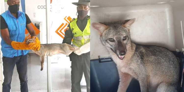 Apareció un zorro gris en el centro de Quibdó