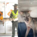 Apareció un zorro gris en el centro de Quibdó