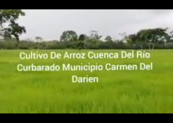 Carmen del Darién tiene decenas de miles de hectáreas de tierra productivas