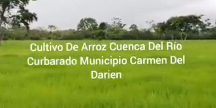 Carmen del Darién tiene decenas de miles de hectáreas de tierra productivas