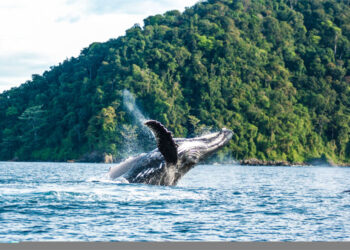Ballenas jorobadas ya se encuentran en los Parques Nacionales Naturales del Pacífico colombiano
