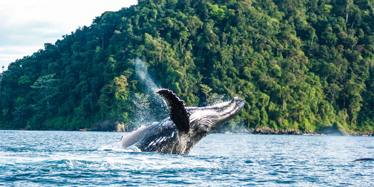Ballenas jorobadas ya se encuentran en los Parques Nacionales Naturales del Pacífico colombiano