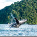 Ballenas jorobadas ya se encuentran en los Parques Nacionales Naturales del Pacífico colombiano