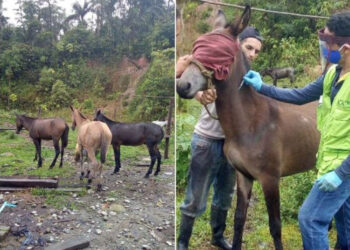 Vacunan contra la encefalitis equina a 46 caballos en Tutunendo