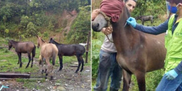 Vacunan contra la encefalitis equina a 46 caballos en Tutunendo