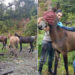 Vacunan contra la encefalitis equina a 46 caballos en Tutunendo
