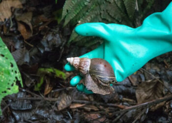 Recogen casi media tonelada de caracol africano en San José del Palmar