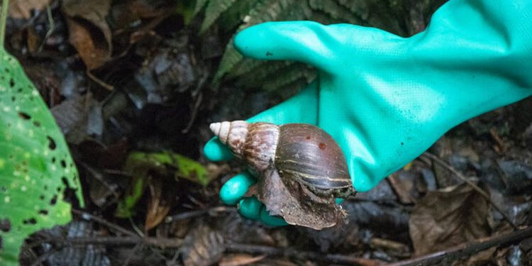 Recogen casi media tonelada de caracol africano en San José del Palmar