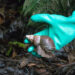Recogen casi media tonelada de caracol africano en San José del Palmar