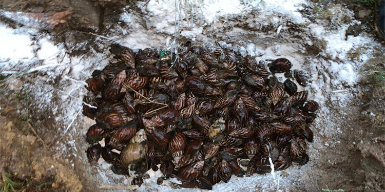 28 kilos de caracol africano fueron recolectados en el barrio Suba de Quibdó