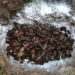 28 kilos de caracol africano fueron recolectados en el barrio Suba de Quibdó