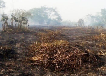 Deforestación: reducción en Colombia pero con aumento en el Chocó