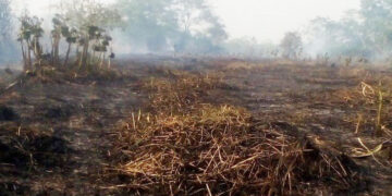 Deforestación: reducción en Colombia pero con aumento en el Chocó