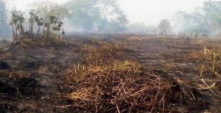 Deforestación: reducción en Colombia pero con aumento en el Chocó