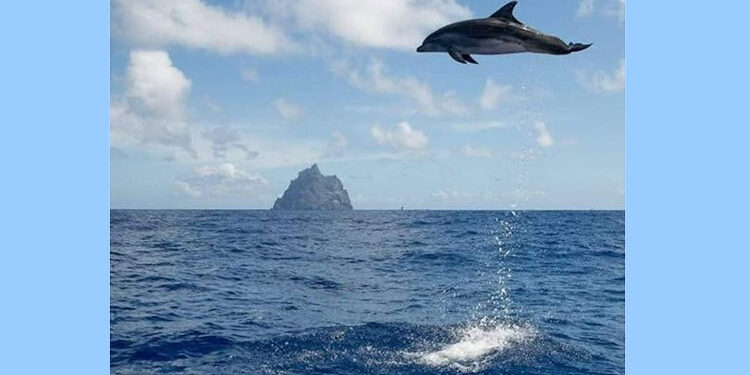 Delfín saltarín en Bahía Solano
