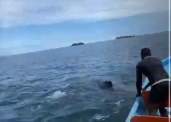 Liberan ballena enredada en una malla