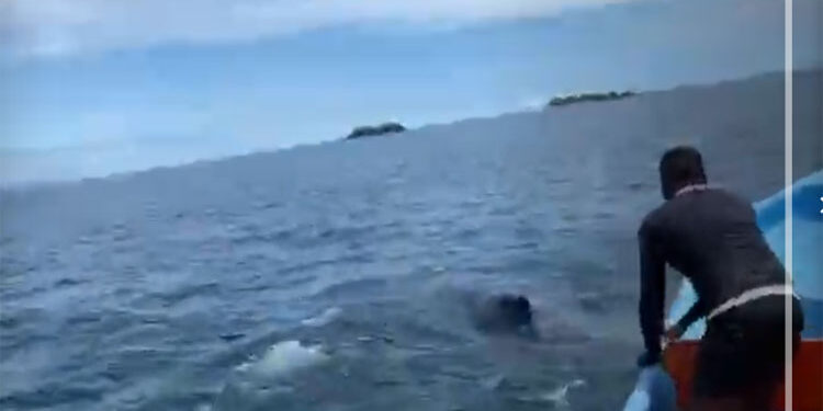 Liberan ballena enredada en una malla