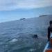 Liberan ballena enredada en una malla