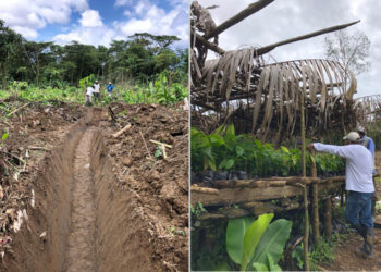 Avanza el proyecto de cacao, chontaduro y plátano en Lloró y Cértegui