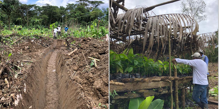 Avanza el proyecto de cacao, chontaduro y plátano en Lloró y Cértegui