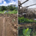 Avanza el proyecto de cacao, chontaduro y plátano en Lloró y Cértegui