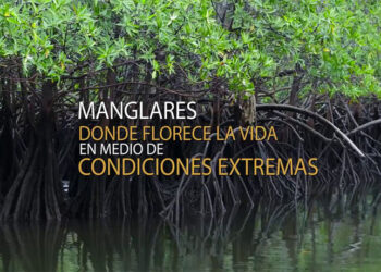 Chocó: 63.748 hectáreas de manglar