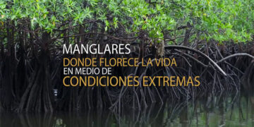 Chocó: 63.748 hectáreas de manglar