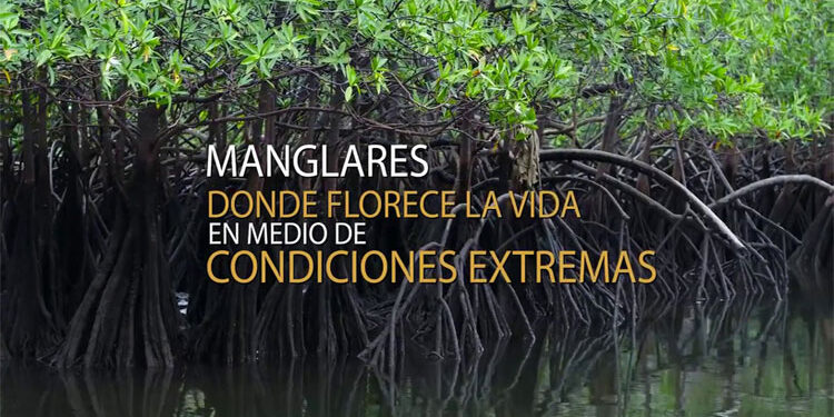 Chocó: 63.748 hectáreas de manglar