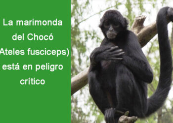La marimonda del Chocó (Ateles fusciceps) está en peligro crítico.