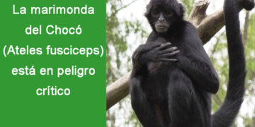 La marimonda del Chocó (Ateles fusciceps) está en peligro crítico.