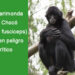 La marimonda del Chocó (Ateles fusciceps) está en peligro crítico.