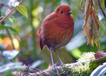 Nueva especie de ave fue nombrada en honor a los embera chamí