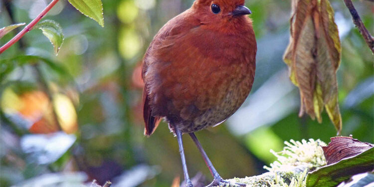 Nueva especie de ave fue nombrada en honor a los embera chamí