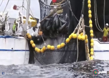 Consejo de Estado protege a pescadores artesanales del Chocó