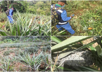 Inspeccionan cultivos de piña para prevenir plagas