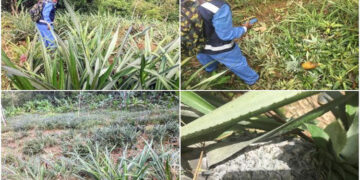 Inspeccionan cultivos de piña para prevenir plagas
