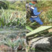 Inspeccionan cultivos de piña para prevenir plagas