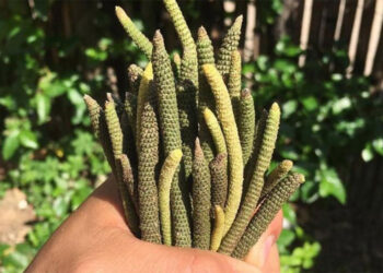 El pipilongo, fruto promisorio del Pacífico