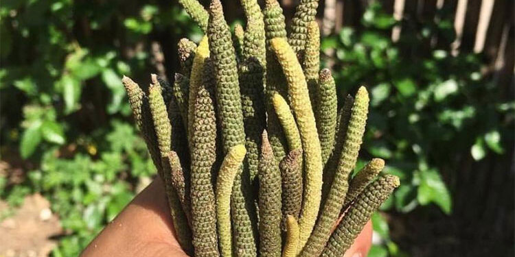 El pipilongo, fruto promisorio del Pacífico