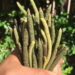 El pipilongo, fruto promisorio del Pacífico