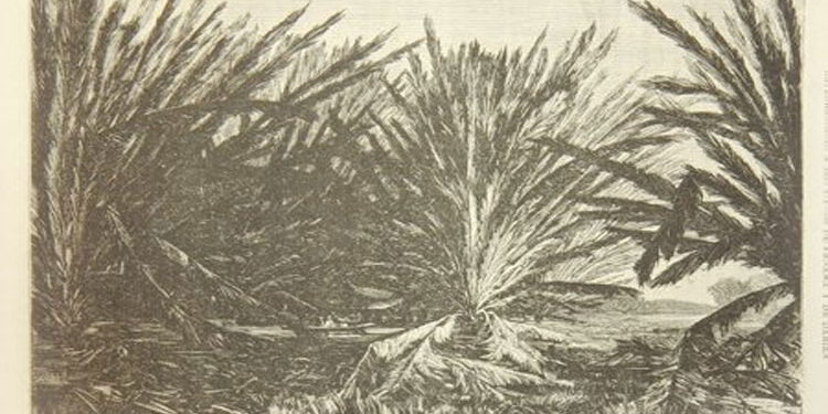 Pantanos del Atrato, 1877.