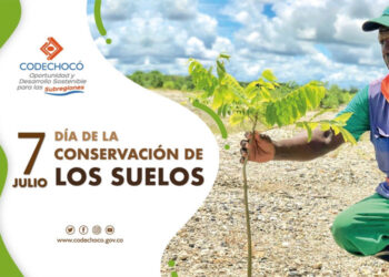 Se restauran 813 hectáreas degradadas con 891.029 árboles en Nóvita, Condoto y Cantón de San Pablo