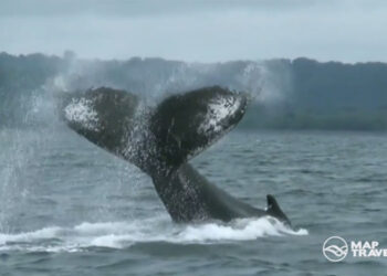 Avistamiento de ballenas en Nuquí. Video.