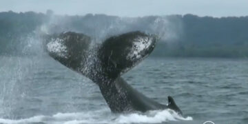 Avistamiento de ballenas en Nuquí. Video.