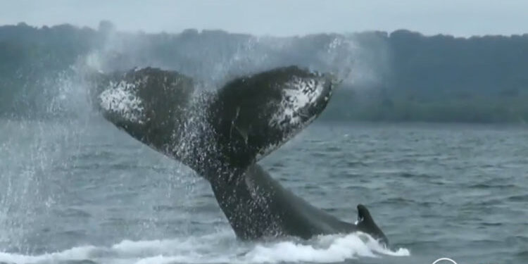 Avistamiento de ballenas en Nuquí. Video.