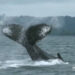 Avistamiento de ballenas en Nuquí. Video.