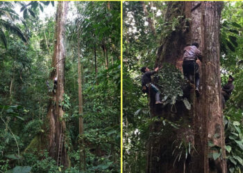 Mesa Forestal del Chocó fue elegida en el Consejo Nacional Forestal