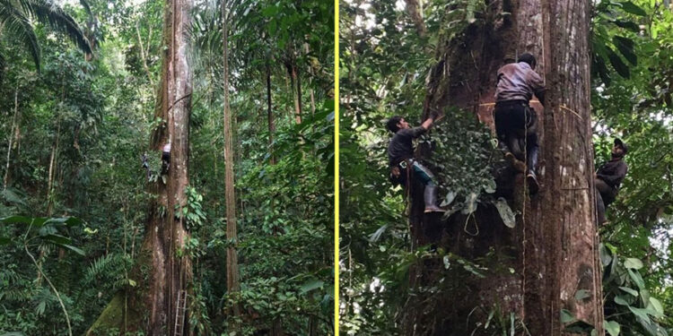 Mesa Forestal del Chocó fue elegida en el Consejo Nacional Forestal