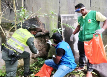 Recogen cinco kilos de caracol africano en el barrio Los Castillos 2 de Quibdó